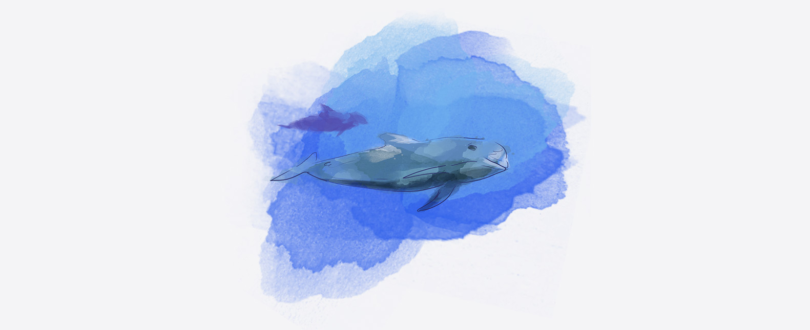 be_stories_whales_01